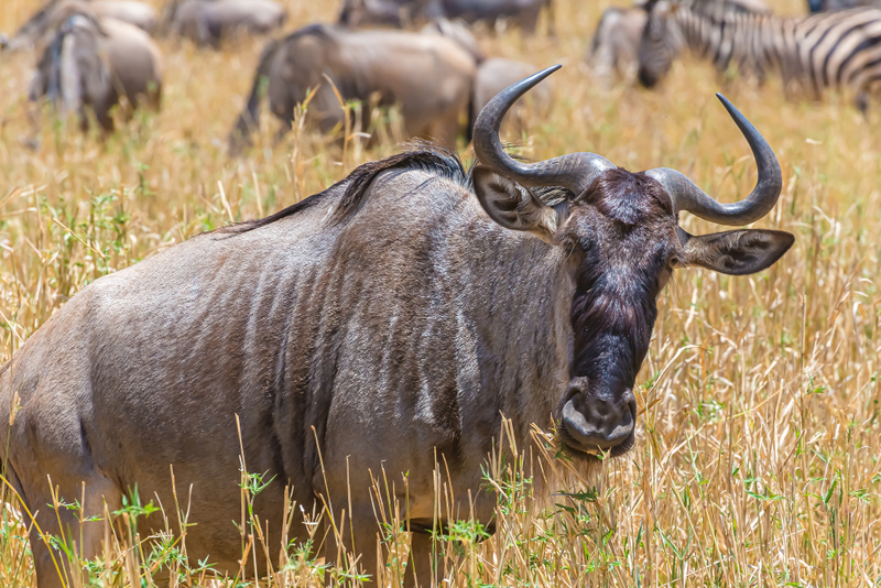 Wildebeest