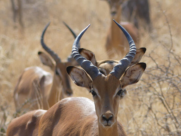 Impala