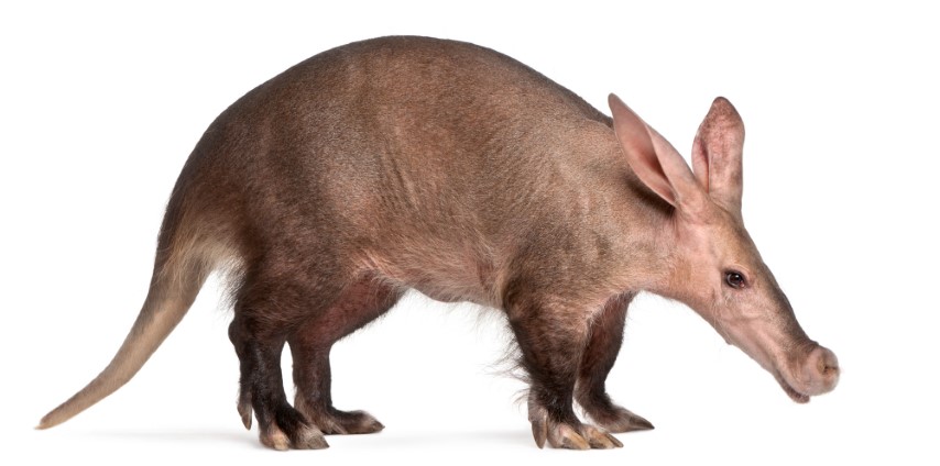 Aardvark