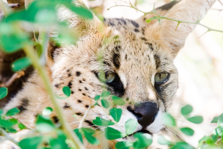 African Wildcat