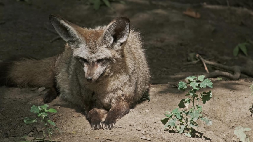 Bat-eared Fox