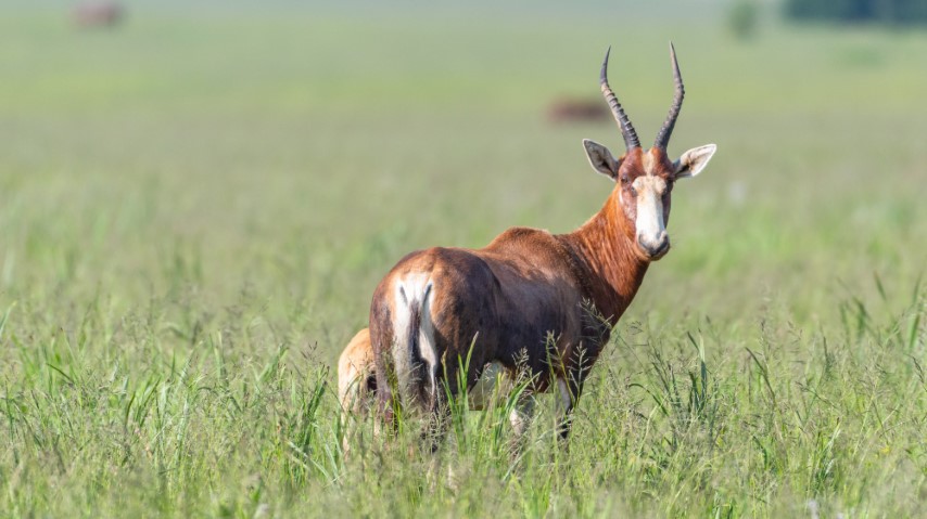 Blesbuck