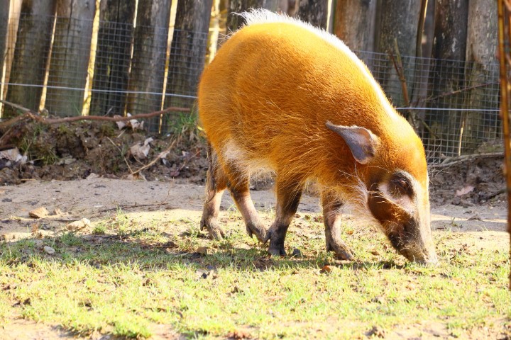 Bushpig