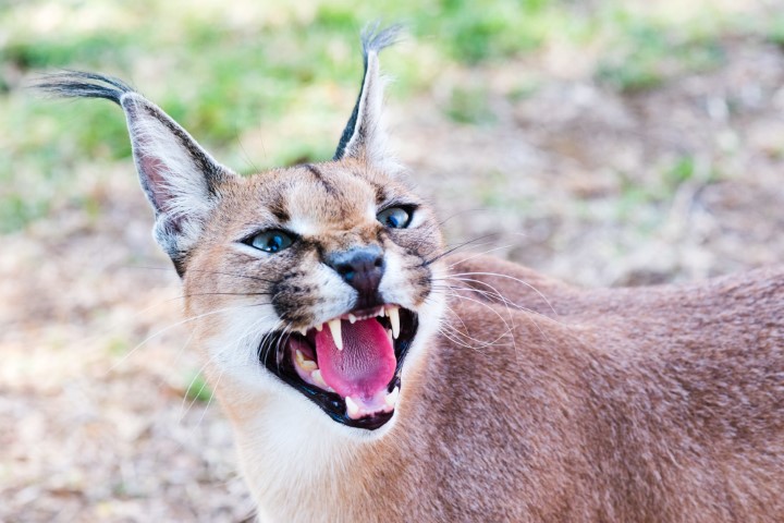 Caracal