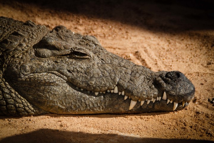 Crocodile