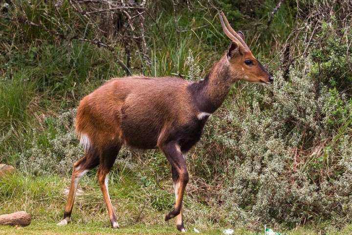 Buschbuck