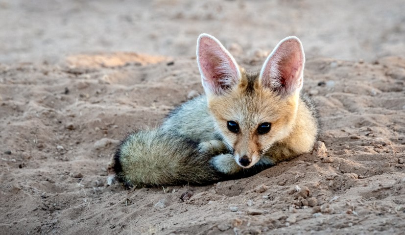Cape Fox