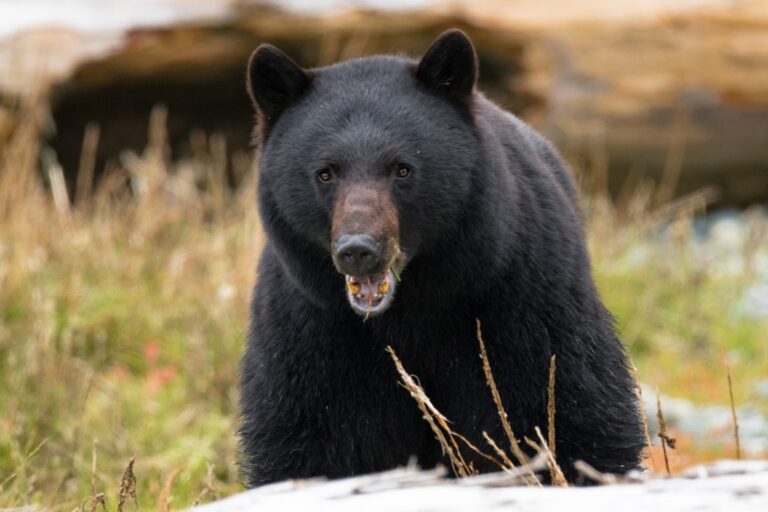 black-bear