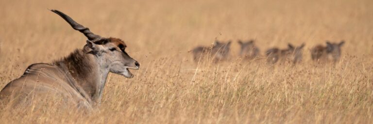 eland in grass
