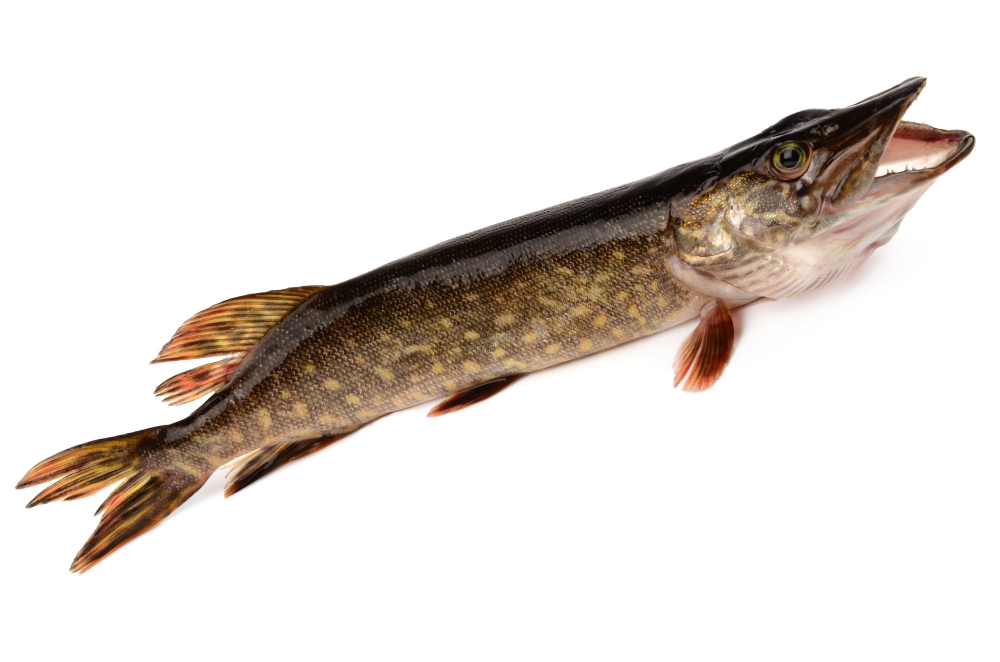 pike