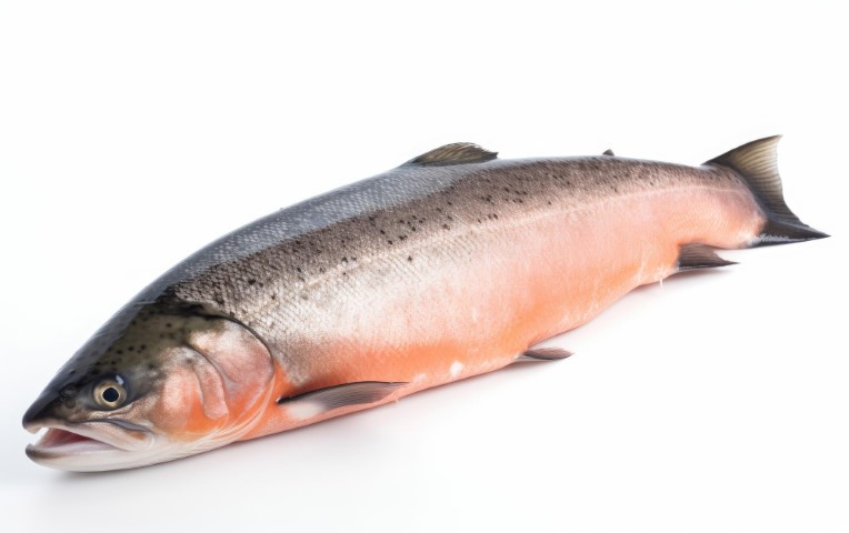 salmon
