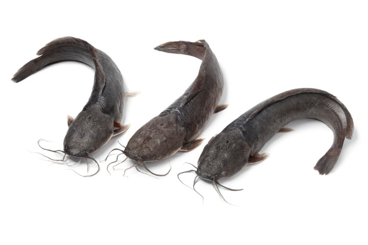 Catfish