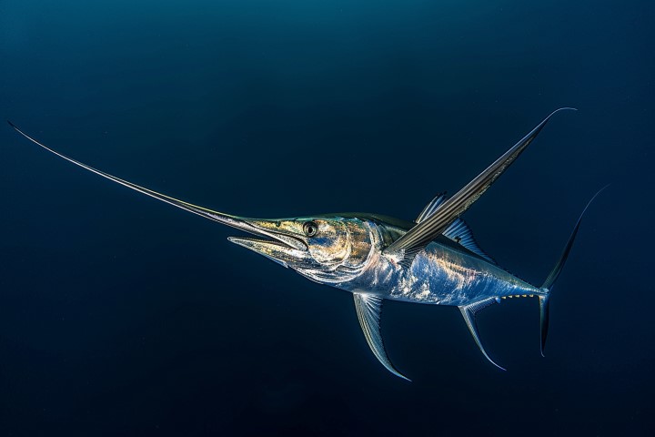 swordfish